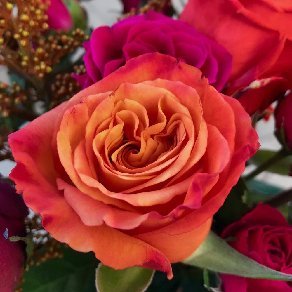 Meet your Posher, Elizabeth